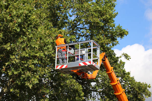 Best Leaf Removal  in USA